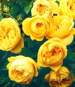 Rose Der Liebe 'Souvenir De Marcel Proust®'