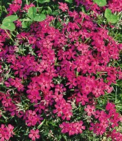 Phlox-Mix 'Flowers Of The Sea' -Gartenpflanzen Geschäft 8877700841502