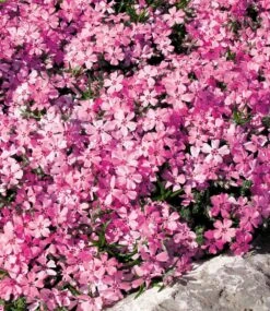 Phlox-Mix 'Flowers Of The Sea' -Gartenpflanzen Geschäft 8877700907038