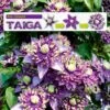 Clematis 'Taiga®' 1 Clematis 'Taiga®' -Gartenpflanzen Geschäft 8882832605214