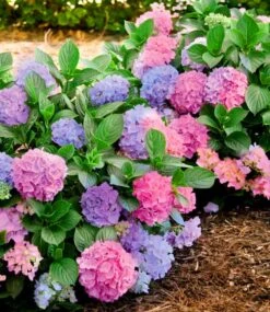 Freiland-Hortensie 'L.A. Dreamin®'