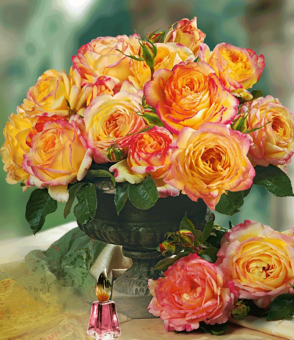 Parfum-Rose 'Mitsouko®' 4 Parfum-Rose 'Mitsouko®' – Bild 2