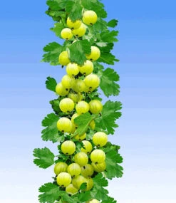 Gelbe Säulen-Stachelbeere