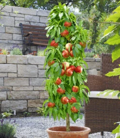 Säulen-Nektarine 'Licecol®'