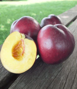 Säulen-Nektarine 'Licecol®' -Gartenpflanzen Geschäft 8898161442846