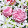 Set Clematis 'Armandii' & Rose 'Nahéma®' -Gartenpflanzen Geschäft 8898175795230