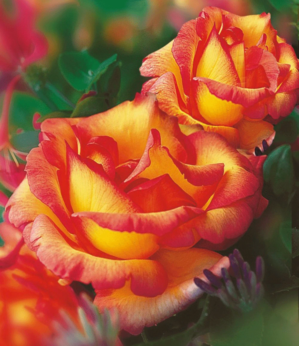 Set Clematis 'Avant Garde TM' & Rose 'Parure D'or®' 5 Set Clematis 'Avant Garde TM' & Rose 'Parure D'or®' – Bild 3