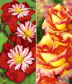 Set Clematis 'Avant Garde TM' & Rose 'Parure D'or®'