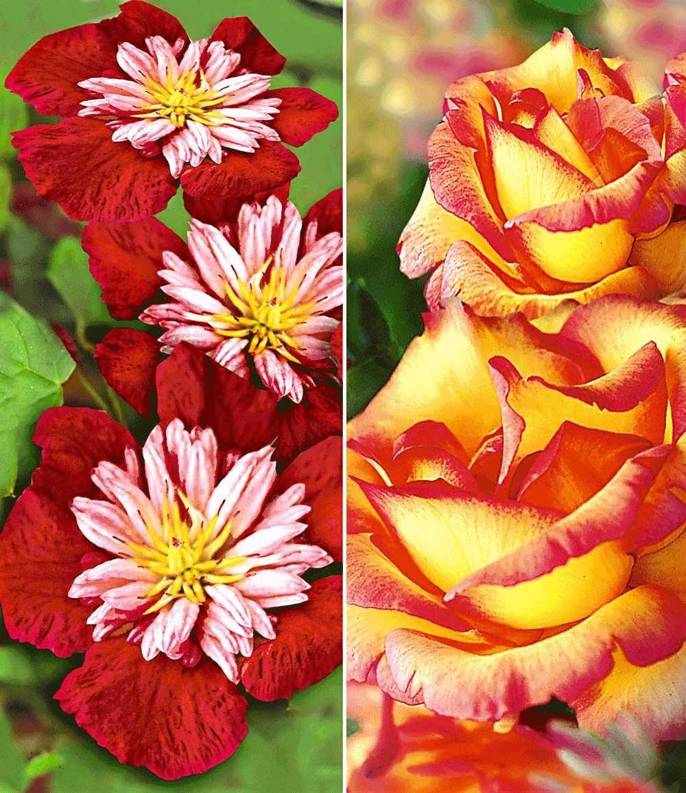 Set Clematis 'Avant Garde TM' & Rose 'Parure D'or®' 3 Set Clematis 'Avant Garde TM' & Rose 'Parure D'or®'