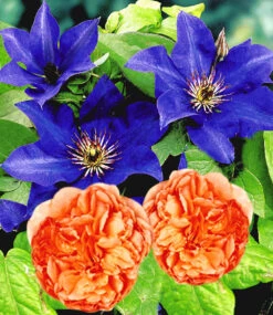 Set Clematis 'The President' & Rose 'Papi Delbard®'