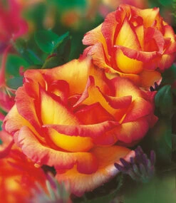 Kletter-Rose 'Parure D'or®'