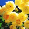 Kletter-Rose 'Dune®' -Gartenpflanzen Geschäft 8898183266334