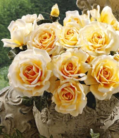 Parfum-Rose 'Angie®'