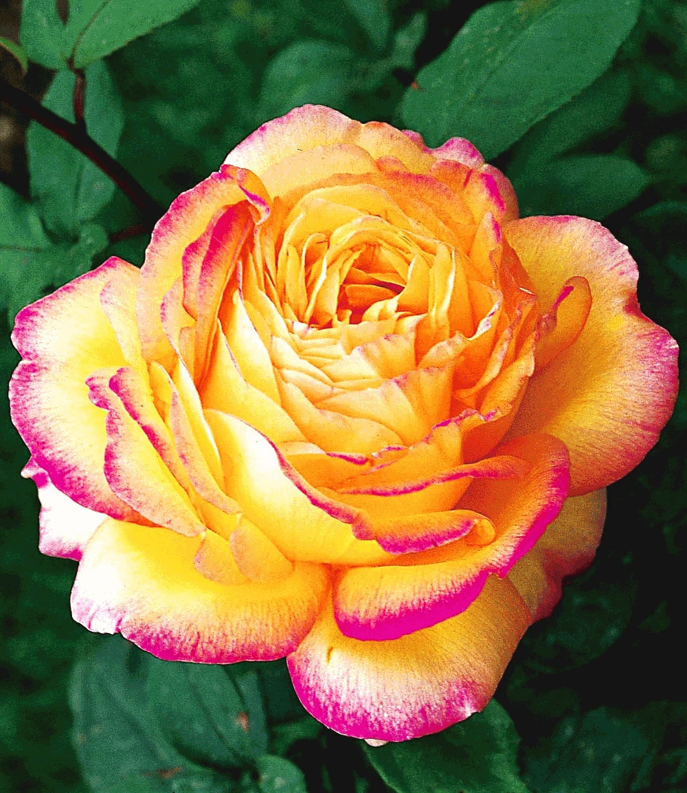 Kollektion 'Parfum-Rosen' 7 Kollektion 'Parfum-Rosen' – Bild 5