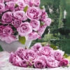 Parfum-Rose 'Dioressence®' 1 Parfum-Rose 'Dioressence®' -Gartenpflanzen Geschäft 8898184609822