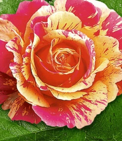 Gartenpflanzen Geschäft -Gartenpflanzen Geschäft 8898267480094