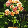 Rosen-Stamm 'Claude Monet®' 1 Rosen-Stamm 'Claude Monet®' -Gartenpflanzen Geschäft 8898267643934