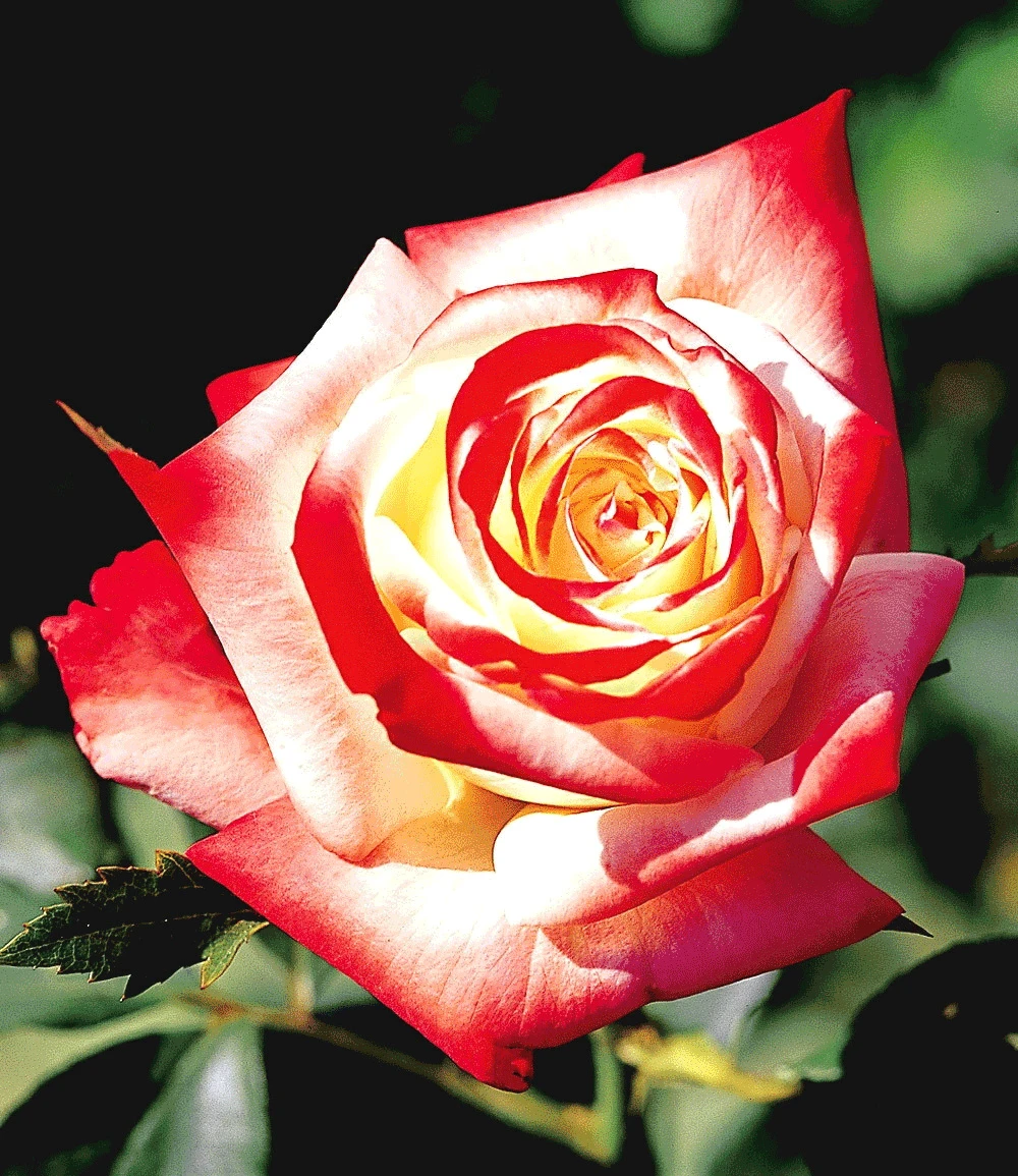 Rosen-Stamm 'Impératrice Farah®' 4 Rosen-Stamm 'Impératrice Farah®' – Bild 2