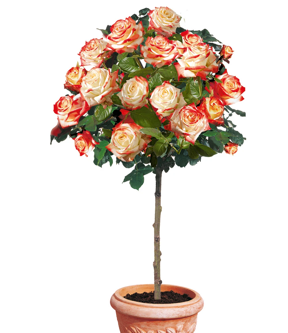 Rosen-Stamm 'Impératrice Farah®' 3 Rosen-Stamm 'Impératrice Farah®'