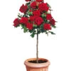 Rosen-Stamm 'Le Rouge Et Le Noir®' 1 Rosen-Stamm 'Le Rouge Et Le Noir®' -Gartenpflanzen Geschäft 8898272657438