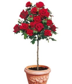 Rosen-Stamm 'Le Rouge Et Le Noir®'