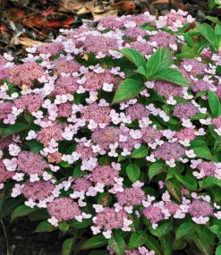 Zwerg-Hortensien-Kollektion -Gartenpflanzen Geschäft 8898403926046