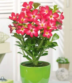 Zimmerpflanzen-Kollektion 7 Zimmerpflanzen-Kollektion -Gartenpflanzen Geschäft 8898408415262