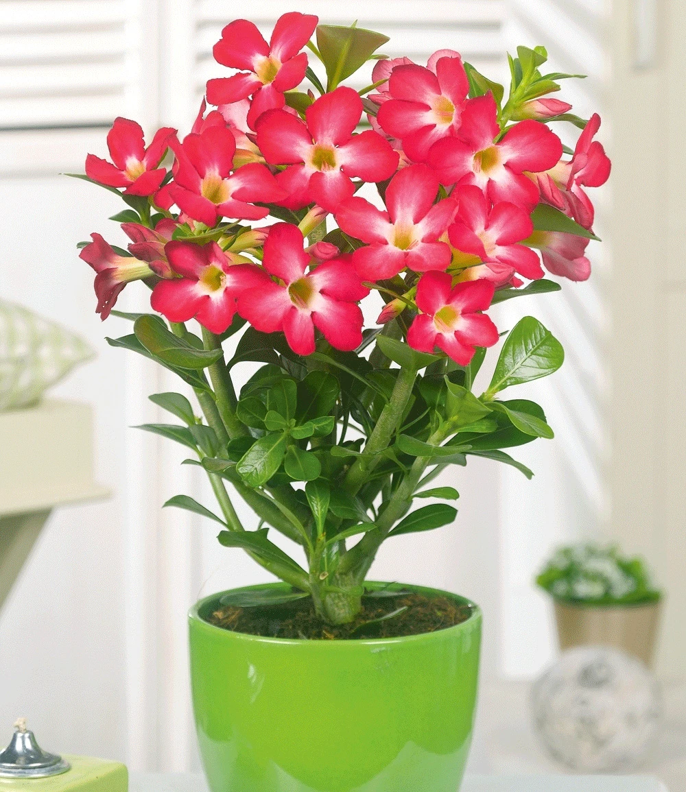 Zimmerpflanzen-Kollektion 5 Zimmerpflanzen-Kollektion – Bild 3