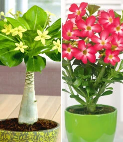 Zimmerpflanzen-Kollektion