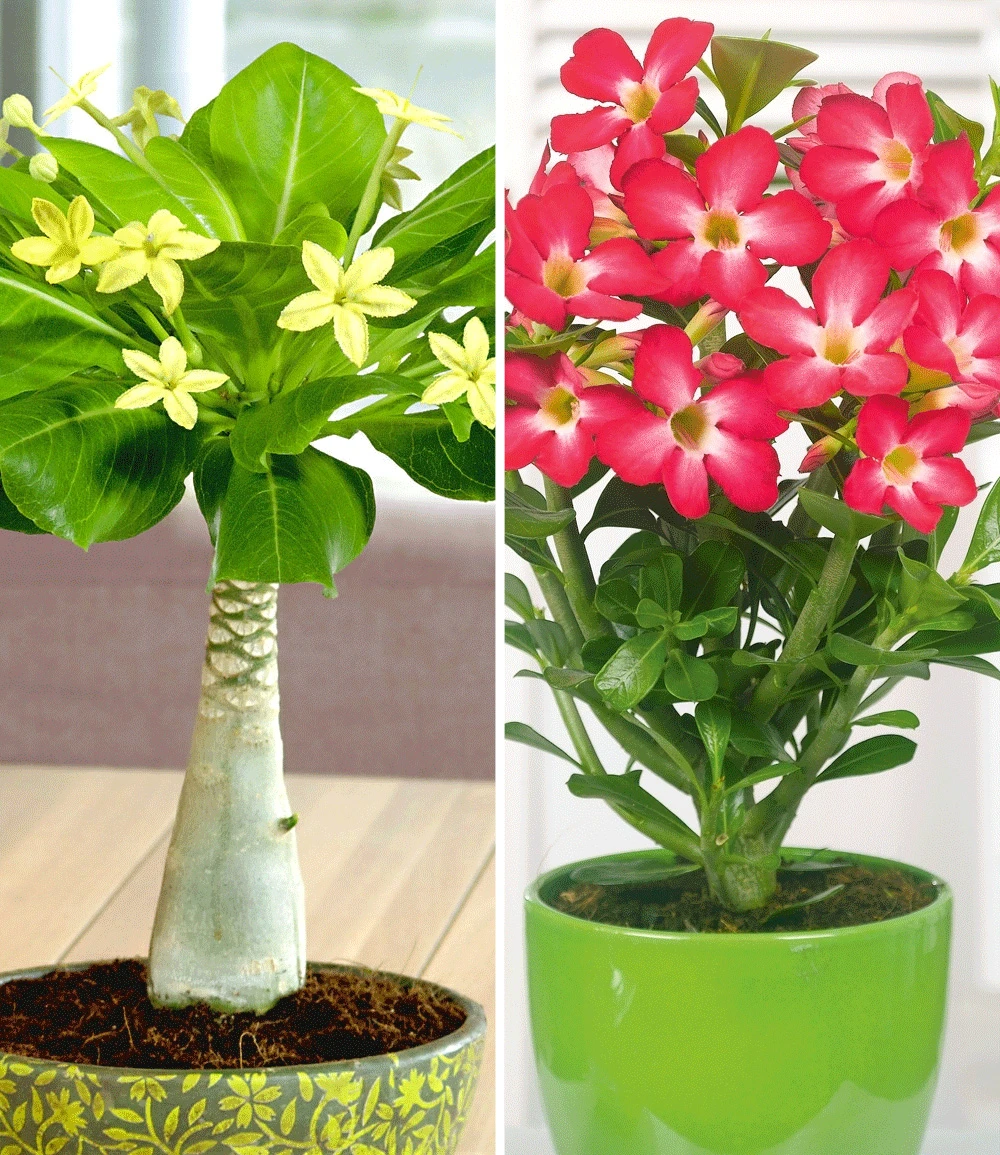 Zimmerpflanzen-Kollektion 3 Zimmerpflanzen-Kollektion