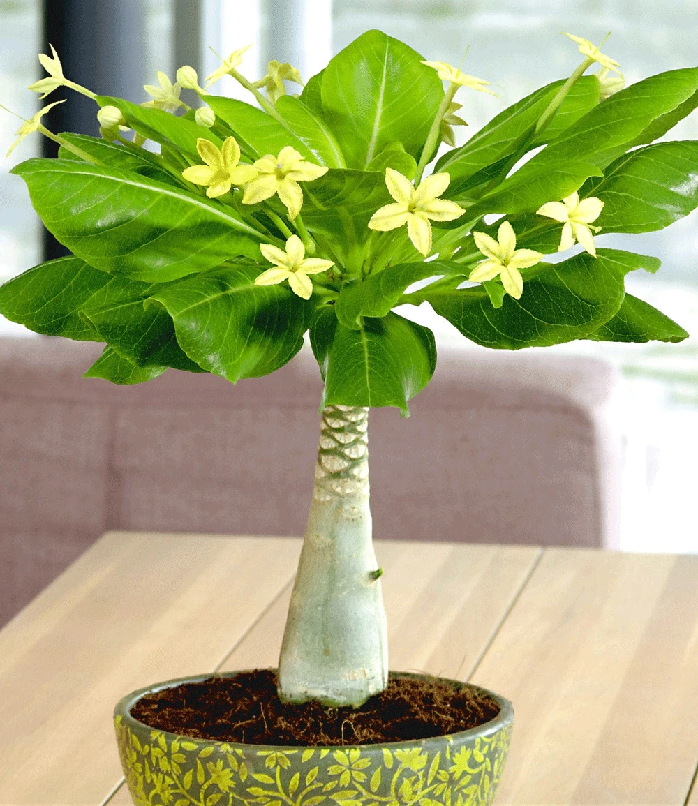 Zimmerpflanzen-Kollektion 4 Zimmerpflanzen-Kollektion – Bild 2