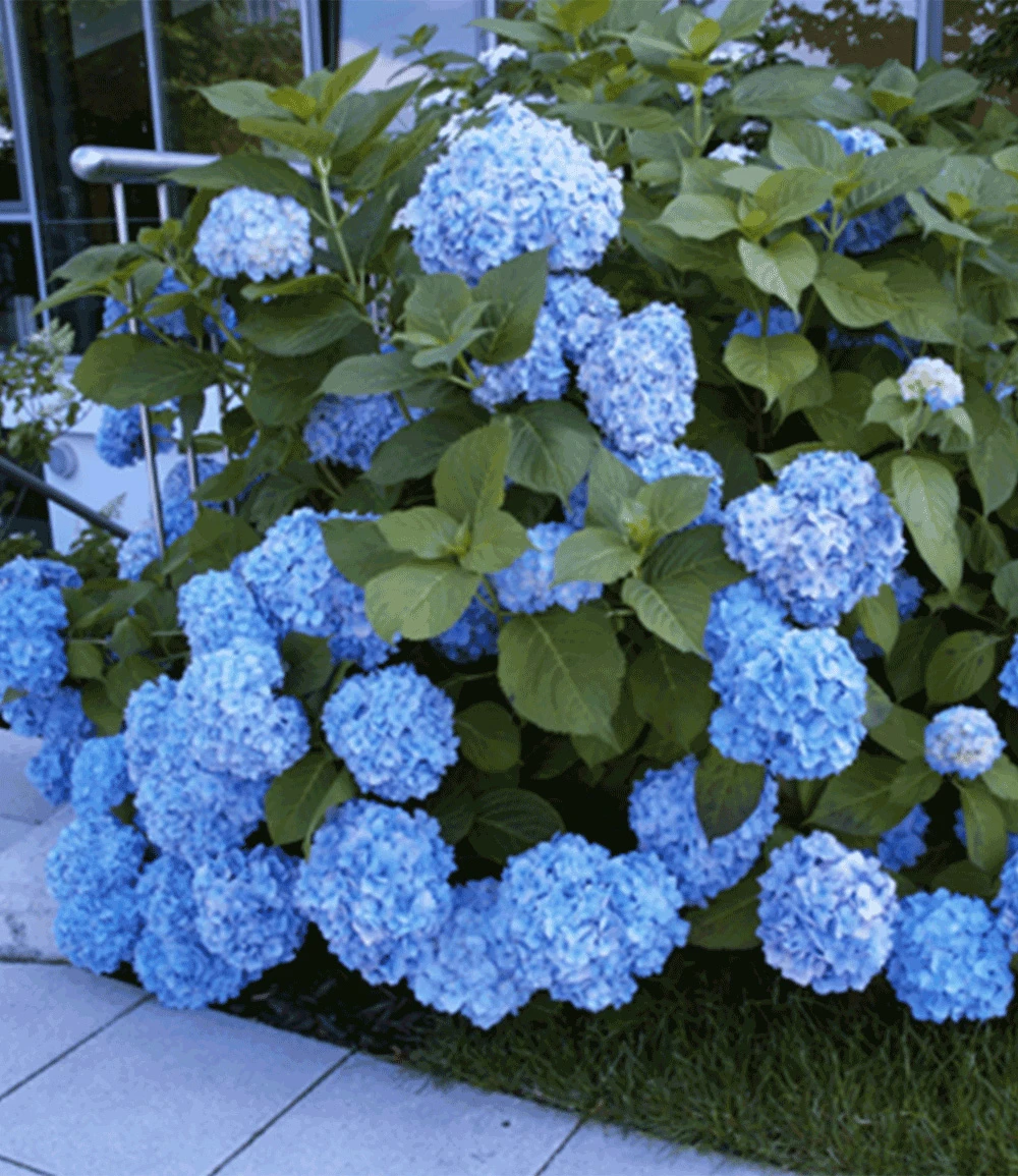 Hortensien-Sortiment Zum Vorteilspreis 4 Hortensien-Sortiment Zum Vorteilspreis – Bild 2