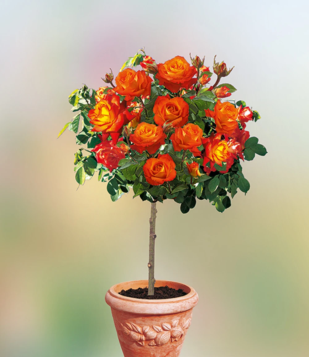 Rosen-Stamm 'France Libre®' 3 Rosen-Stamm 'France Libre®'