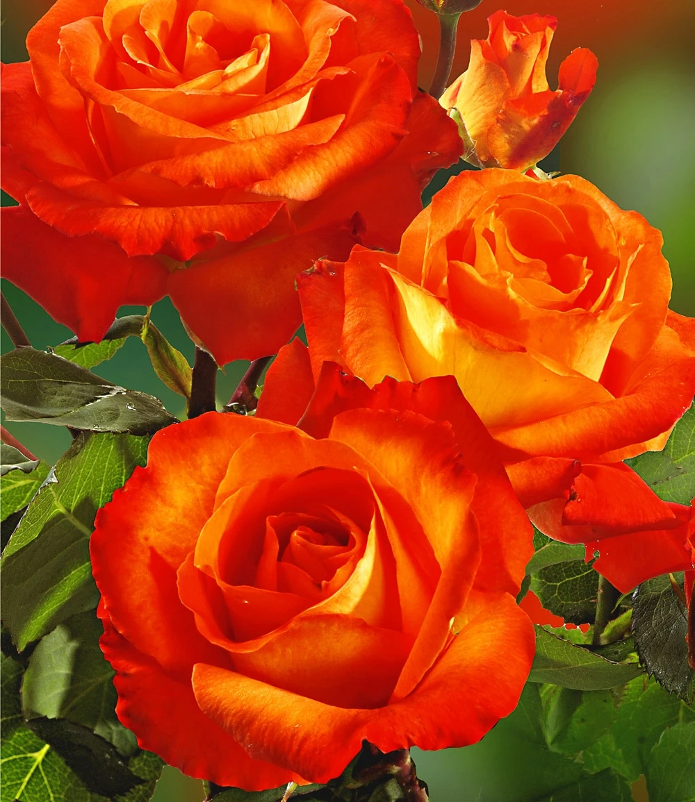 Rosen-Stamm 'France Libre®' 4 Rosen-Stamm 'France Libre®' – Bild 2