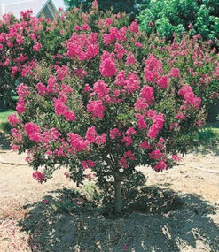 Blüten-Sträucher-Kollektion 7 Blüten-Sträucher-Kollektion -Gartenpflanzen Geschäft 8898989490206