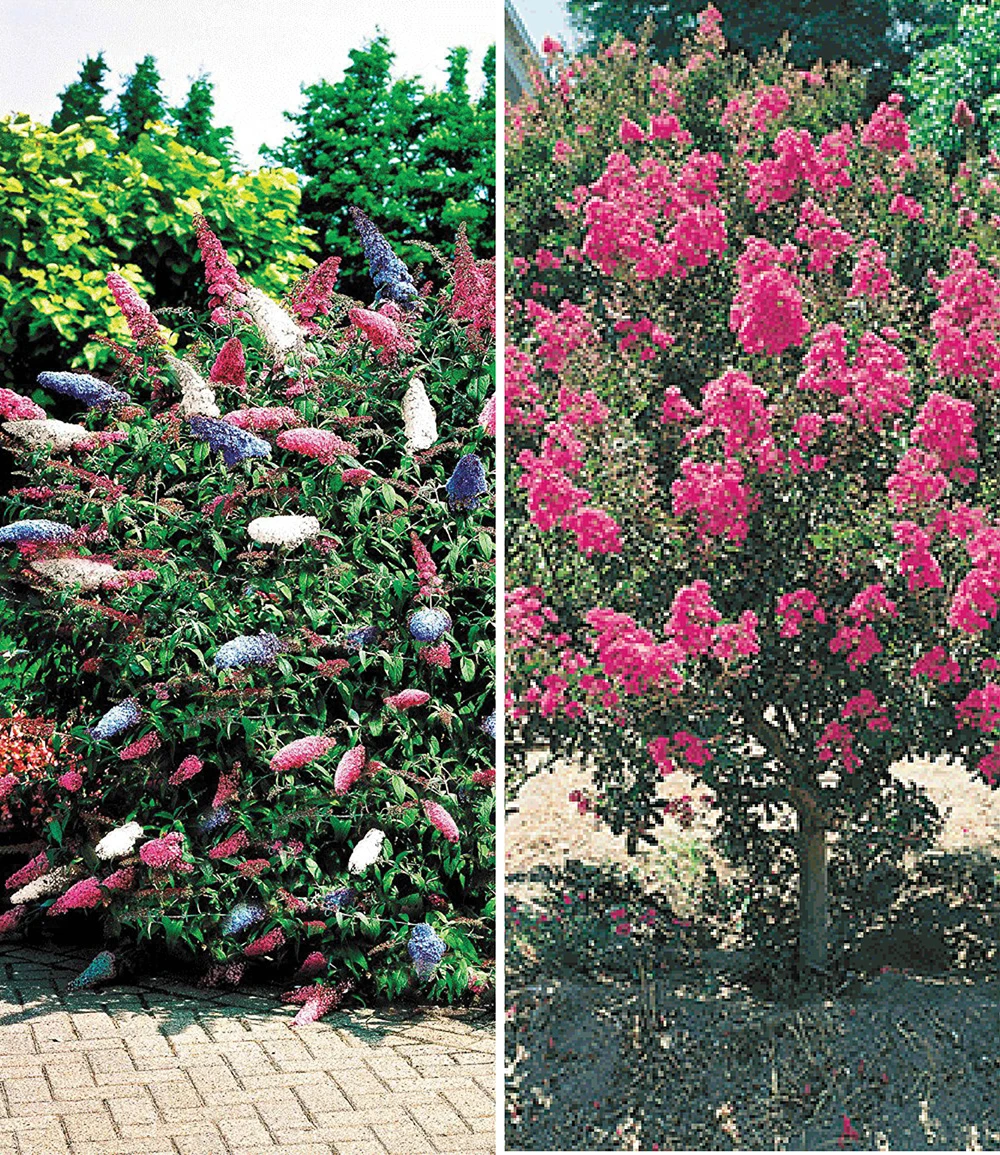 Blüten-Sträucher-Kollektion 3 Blüten-Sträucher-Kollektion