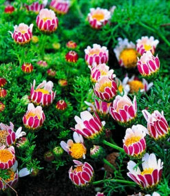 Blühende-Bodendecker-Kollektion -Gartenpflanzen Geschäft 8898991259678