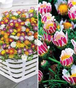 Blühende-Bodendecker-Kollektion