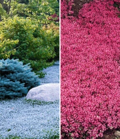 Bodendecker-Kollektion Rot Und Blau