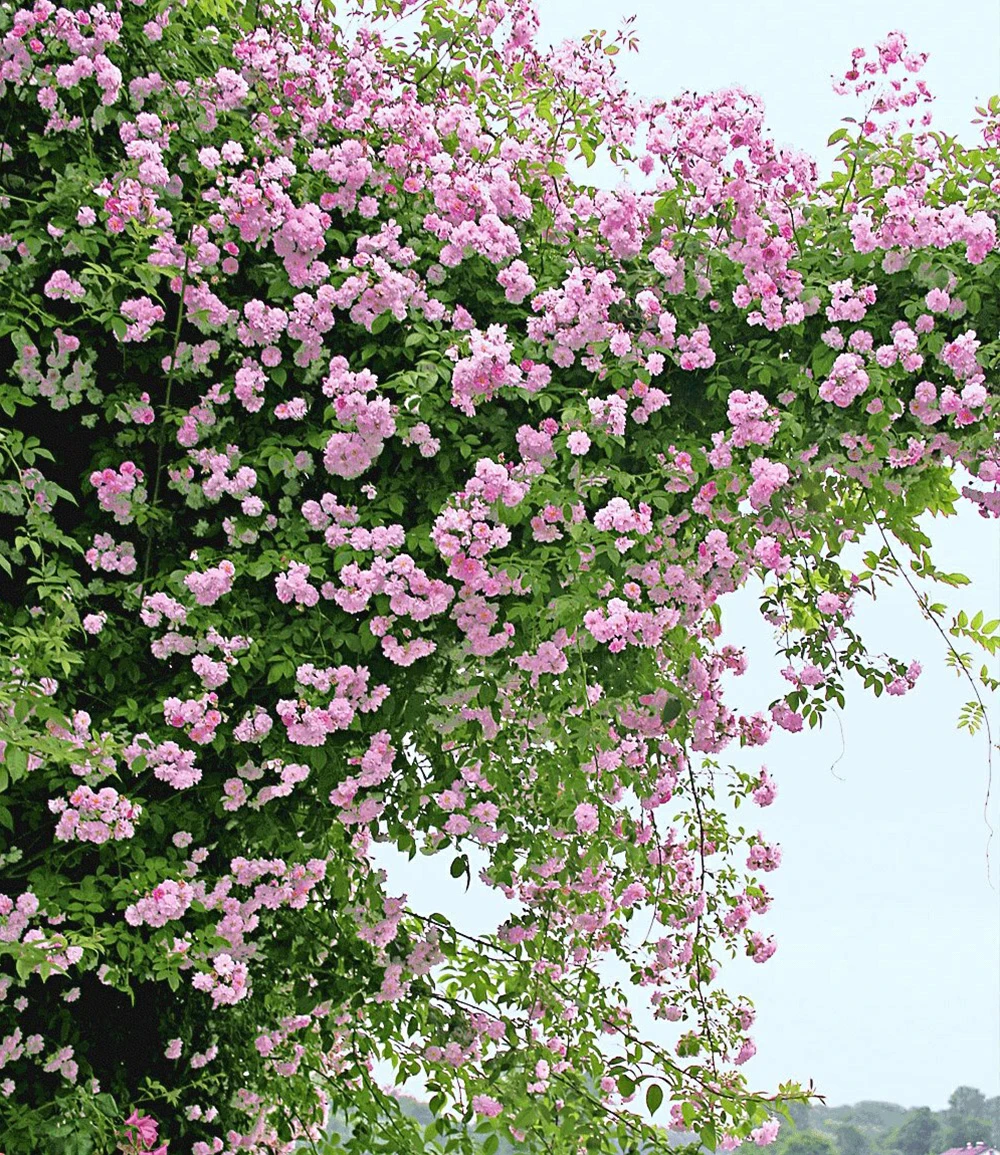 Rambler-Rosen-Kollektion Blau Und Rosa 4 Rambler-Rosen-Kollektion Blau Und Rosa – Bild 2