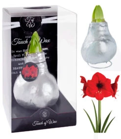 XL Wachs-Amaryllis 'Touch Of Gloss' Silber -Gartenpflanzen Geschäft 8899062431774
