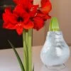 XL Wachs-Amaryllis 'Touch Of Gloss' Silber 1 XL Wachs-Amaryllis 'Touch Of Gloss' Silber -Gartenpflanzen Geschäft 8899062693918