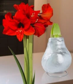 XL Wachs-Amaryllis 'Touch Of Gloss' Silber