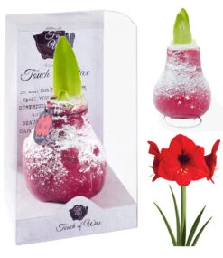 XL Wachs-Amaryllis 'Touch Of Snow' Rot -Gartenpflanzen Geschäft 8899062988830