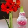 XL Wachs-Amaryllis 'Touch Of Snow' Rot