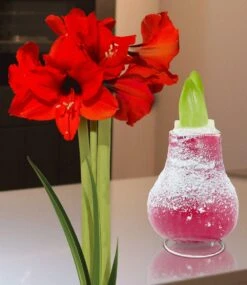 XL Wachs-Amaryllis 'Touch Of Snow' Rot
