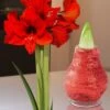 XL Wachs-Amaryllis 'Touch Of Magic' Rot 2 XL Wachs-Amaryllis 'Touch Of Magic' Rot -Gartenpflanzen Geschäft 8899063447582