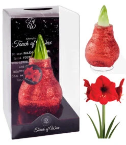 XL Wachs-Amaryllis 'Touch Of Magic' Rot -Gartenpflanzen Geschäft 8899063775262
