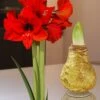 XL Wachs-Amaryllis 'Touch Of Magic' Gold -Gartenpflanzen Geschäft 8899064070174