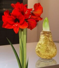 XL Wachs-Amaryllis 'Touch Of Magic' Gold